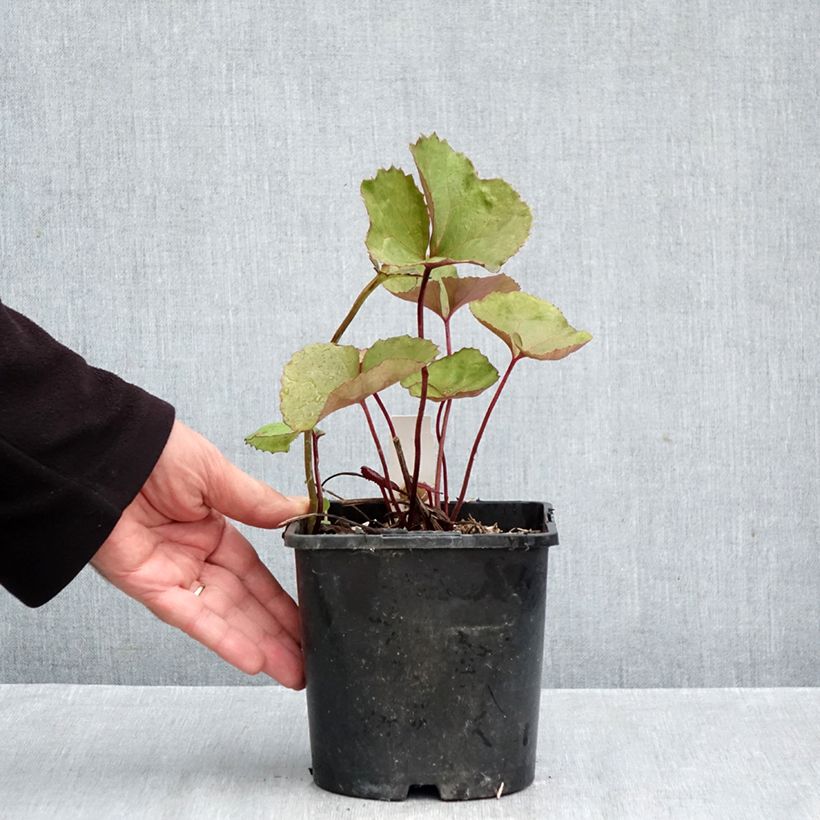 Ligularia dentata Othello - Leopard Plant 2L/3L pot sample as delivered in autumn