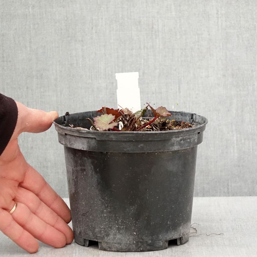 Ligularia dentata Othello - Leopard Plant 2L/3L pot sample as delivered in spring