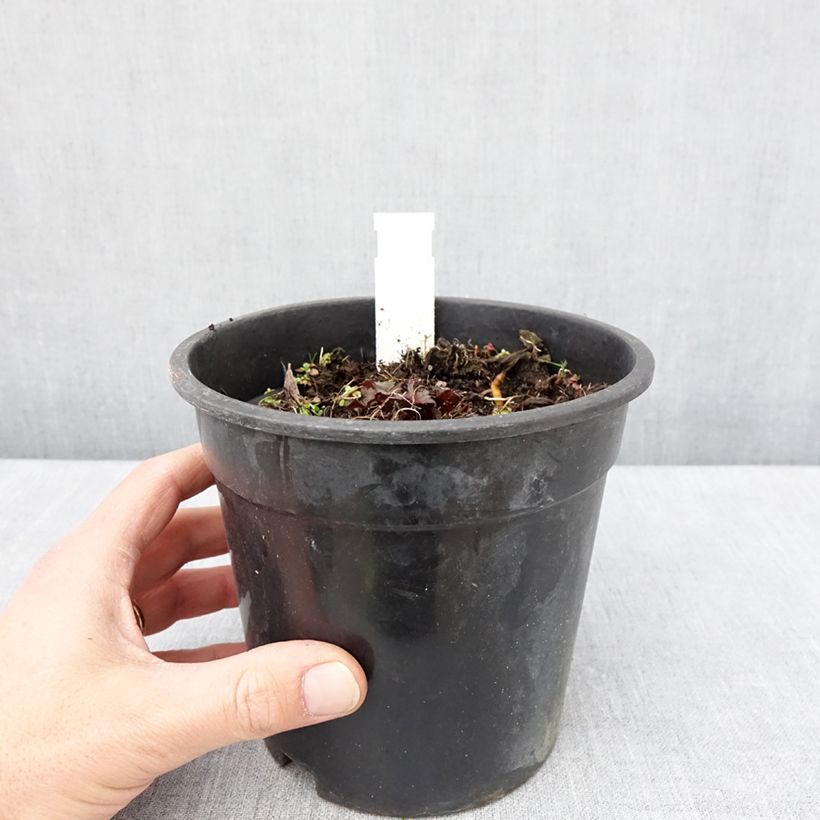 Ligularia dentata Little Golden Ray - Leopard Plant 2L/3L pot sample as delivered in spring