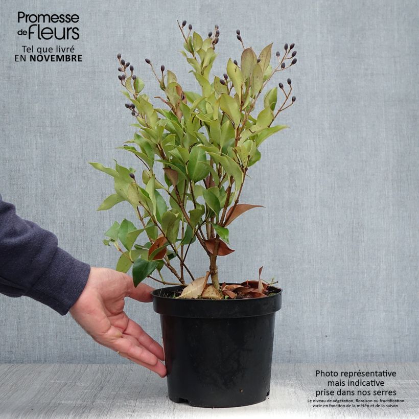 Ligustrum japonicum Green Century - Japanese Privet 2L/3L pot sample as delivered in autumn