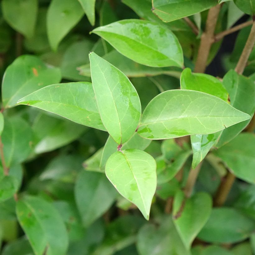 Ligustrum Korean Dwarf (Foliage)