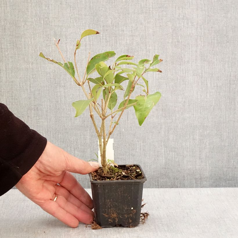 Ligustrum lucidum Bokrascreen 8/9 cm pot sample as delivered in spring