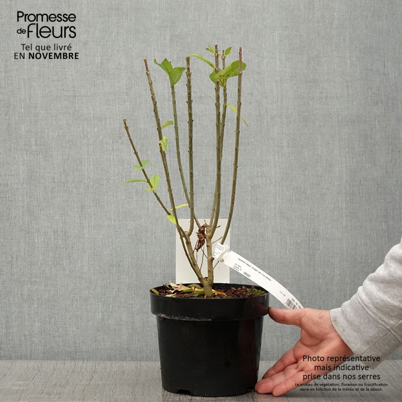 Ligustrum vulgare Straight Talk - Common Privet 3L/4L pot sample as delivered in autumn