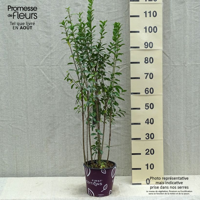 Ligustrum vulgare Straight Talk - Common Privet 3L/4L pot sample as delivered in summer