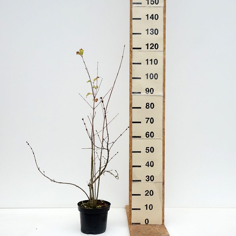 Syringa pinnatifolia - Lilac 4L/5L pot sample as delivered in autumn