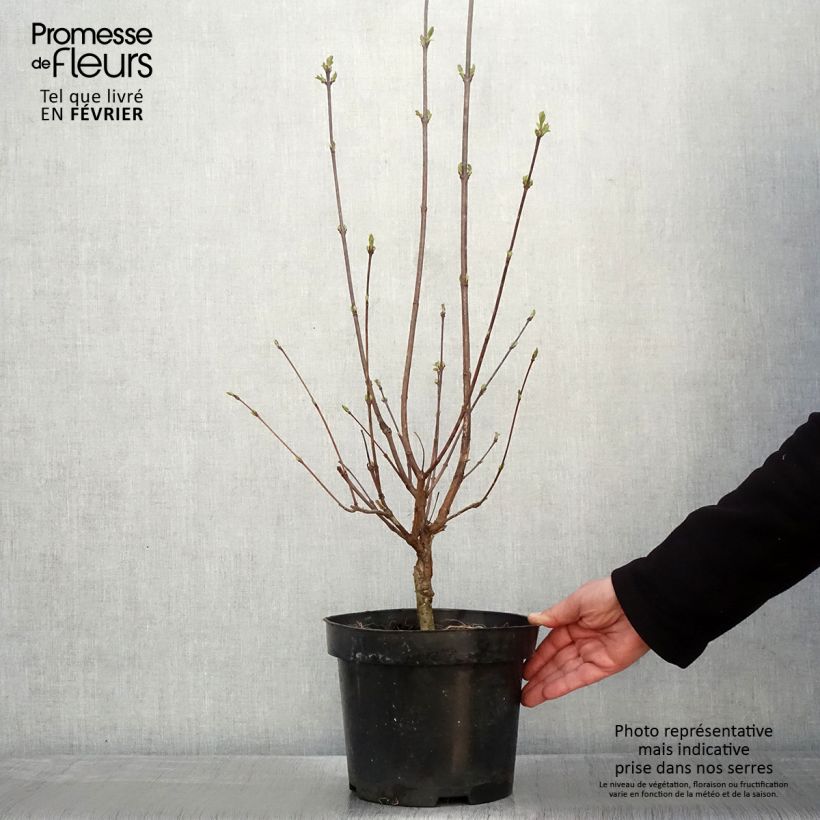 Syringa pinnatifolia - Lilac 4L/5L pot sample as delivered in winter