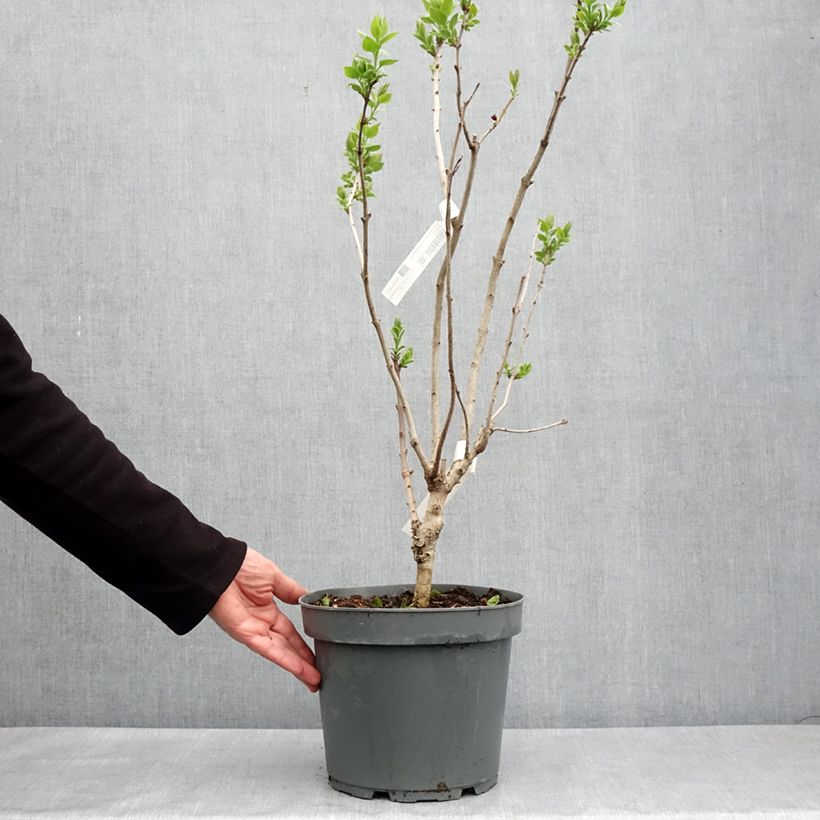 Syringa x hyacinthiflora Esther Staley - Hyacinth-flowered Lilac 7.5L/10L pot, Bush sample as delivered in spring