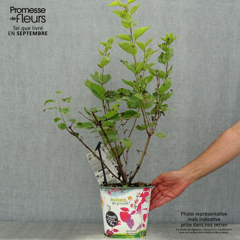 Syringa x hyacinthiflora Maidens Blush - Lilac 4L/5L pot, Bush sample as delivered in summer