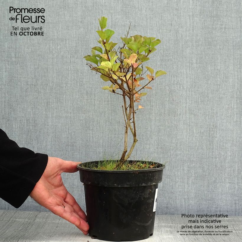 Syringa microphylla 'Red Pixie' 3L/4L pot sample as delivered in autumn