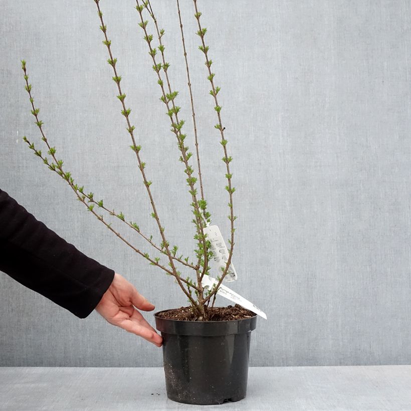 Syringa afghanica - Afghan Lilac 4L/5L pot sample as delivered in spring