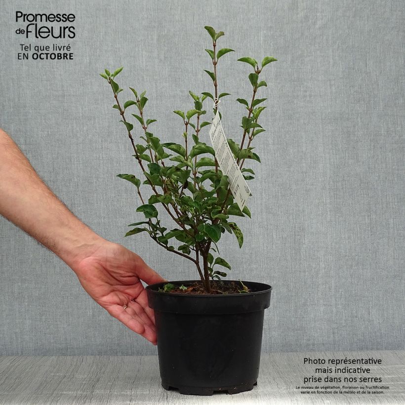 Syringa hybride Bloomerang Dark Purple - Lilac 3L/4L pot sample as delivered in autumn