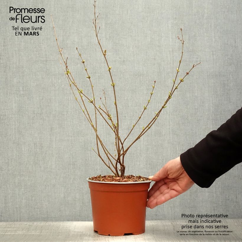 Syringa Pink Perfume - Lilac 2L/3L pot sample as delivered in spring