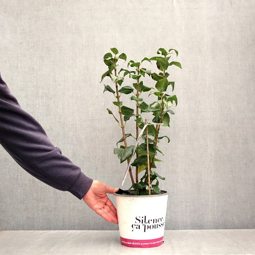 Syringa vulgaris Comtesse Dharcourt - Common Lilac 4L/5L pot sample as delivered in autumn