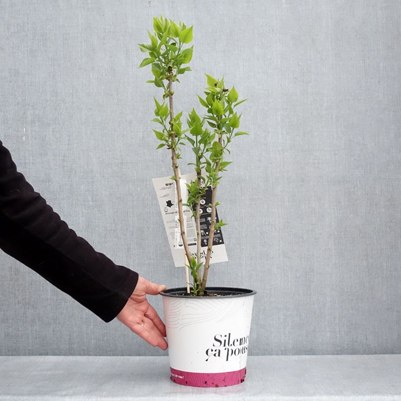 Syringa vulgaris Comtesse Dharcourt - Common Lilac 4L/5L pot sample as delivered in spring