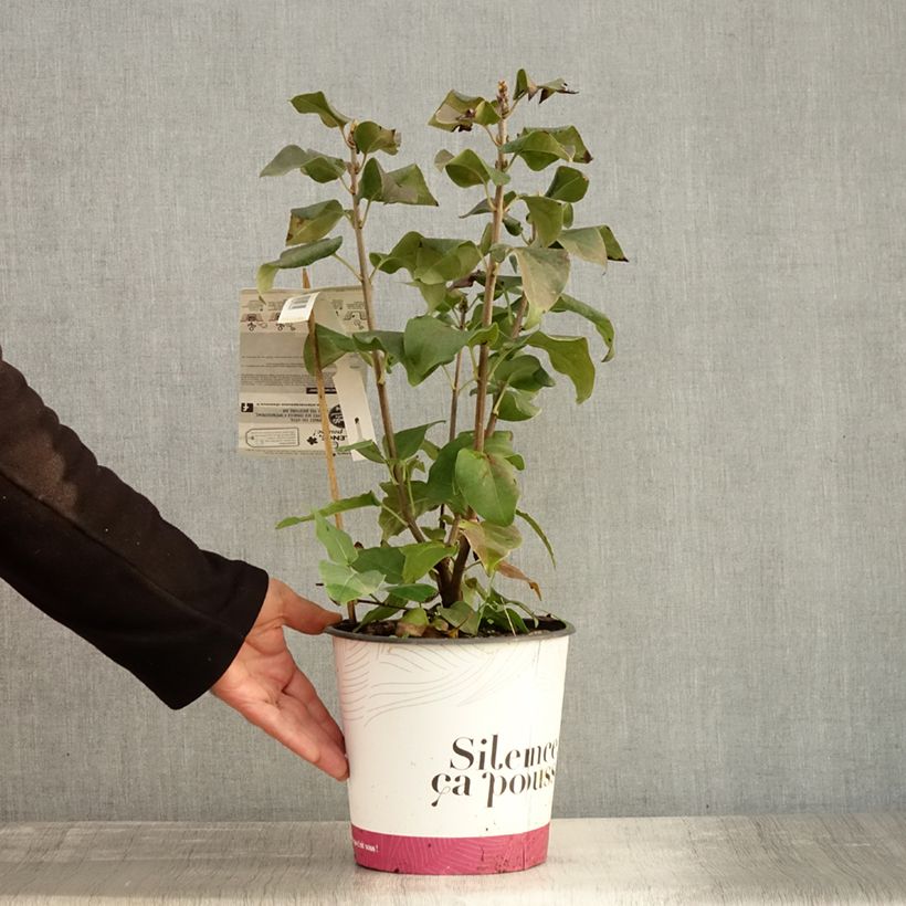Syringa vulgaris Konchalovskii - Common Lilac 4L/5L pot sample as delivered in autumn
