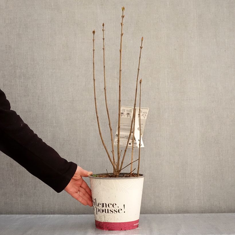 Syringa vulgaris Konchalovskii - Common Lilac 4L/5L pot sample as delivered in winter