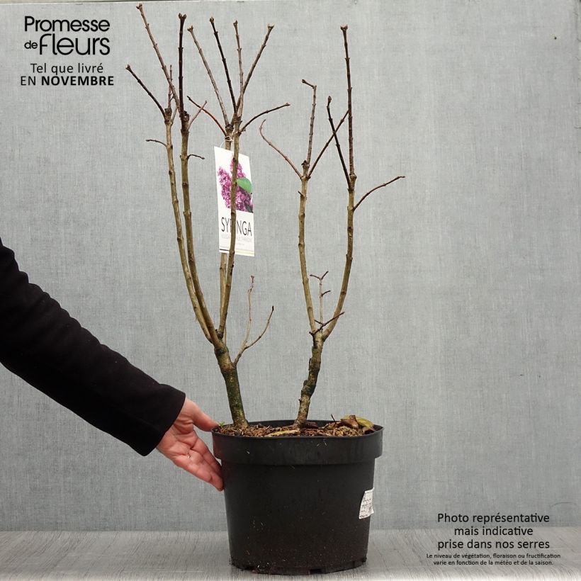 Syringa vulgaris Paul Thirion - Common Lilac 7.5L/10L pot sample as delivered in autumn