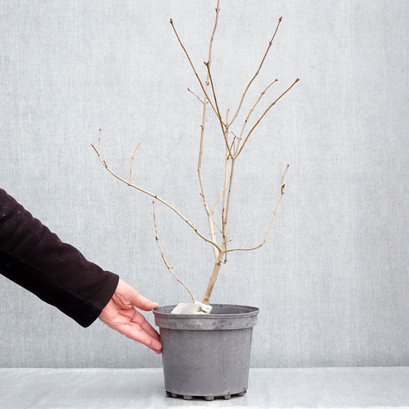 Syringa vulgaris Znamya Lenina - Common Lilac 4L/5L pot sample as delivered in winter