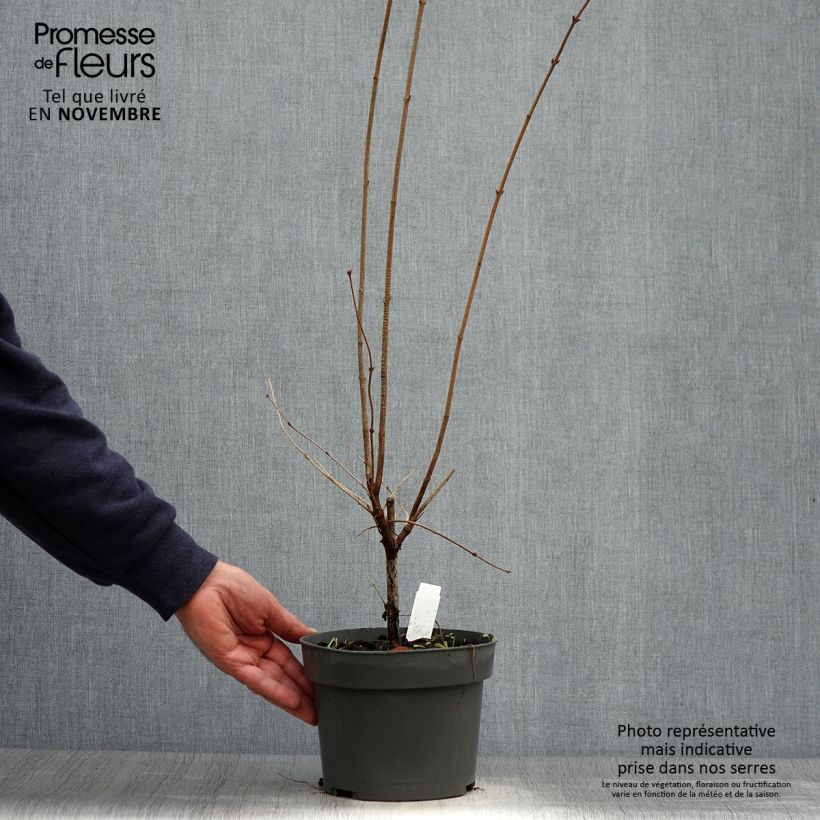 Syringa microphylla Superba - Lilac 2L/3L pot sample as delivered in autumn