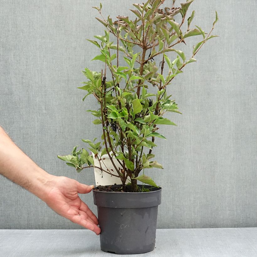 Syringa patula Violet Uprising - Korean Lilac 3L/4L pot sample as delivered in summer