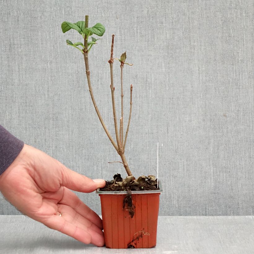 Syringa josikae 8/9 cm pot sample as delivered in autumn