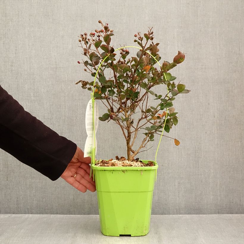 Lagerstroemia indica Gourmet Red Red Wine - Crape myrtle 4L/5L pot sample as delivered in autumn