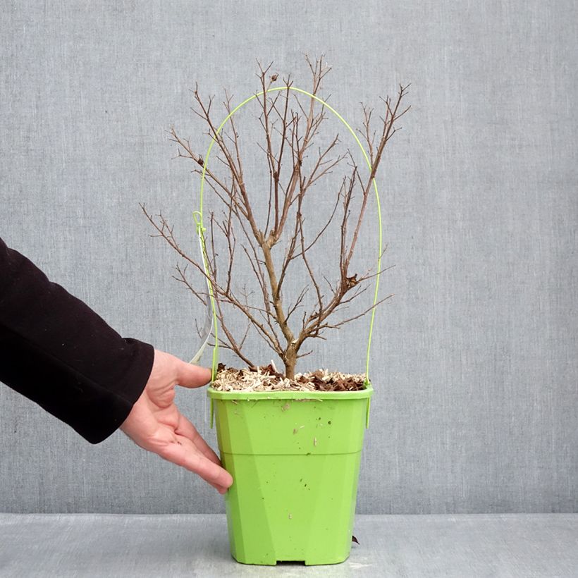 Lagerstroemia indica Gourmet Red Red Wine - Crape myrtle 4L/5L pot sample as delivered in winter