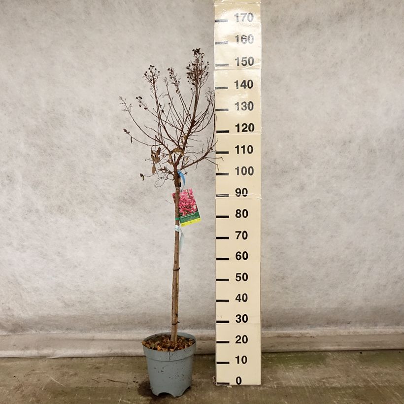 Lagerstroemia indica Berry Dazzle - Crape Myrtle 7.5L/10L pot sample as delivered in autumn