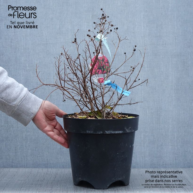 Lagerstroemia indica Berry Dazzle - Crape Myrtle 7.5L/10L pot sample as delivered in autumn