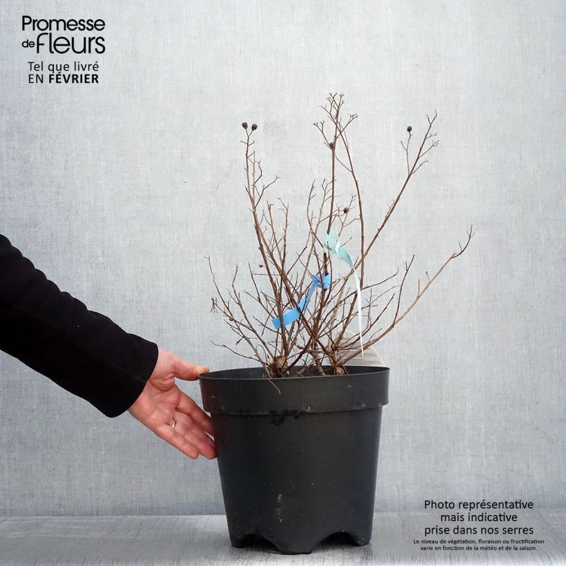 Example of Lagerstroemia indica Berry Dazzle - Crape Myrtle 7.5L/10L pot as you get in hiver