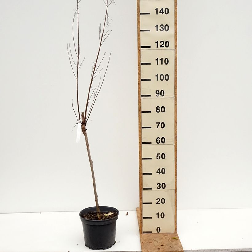 Lagerstroemia indica Black Solitaire Best Red - Crape Myrtle 7.5L/10L pot sample as delivered in autumn