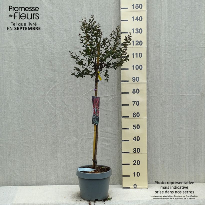 Lagerstroemia indica Play It Again Double Feature - Crape Myrtle 7.5L/10L pot sample as delivered in autumn