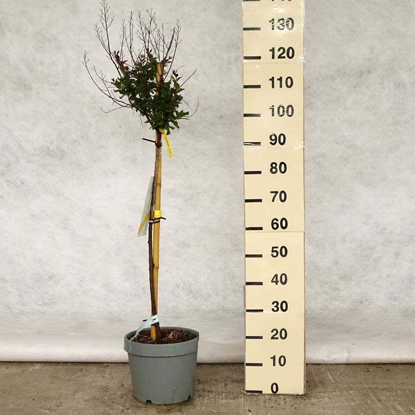 Lagerstroemia indica Play It Again Double Feature - Crape Myrtle 7.5L/10L pot sample as delivered in spring