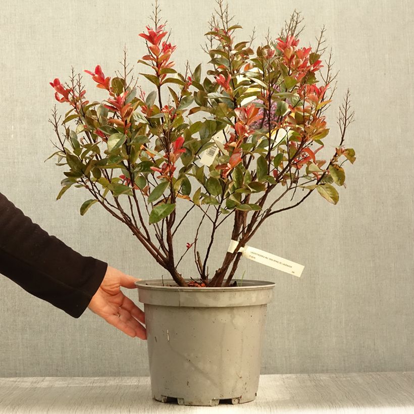 Lagerstroemia Enduring Summer Lavender - Crape Myrtle 7.5L/10L pot sample as delivered in autumn