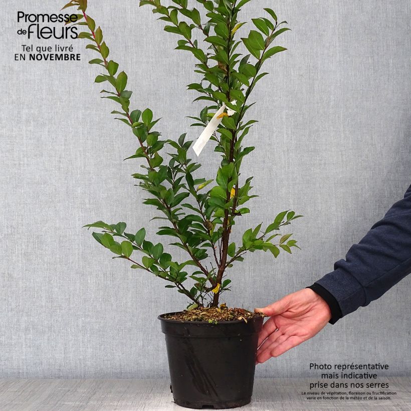 Lagerstroemia indica Enduring Red 3L/4L pot sample as delivered in autumn
