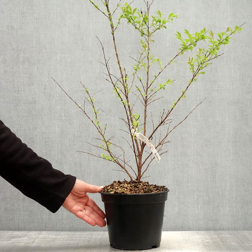 Lagerstroemia indica Enduring Red 3L/4L pot sample as delivered in spring