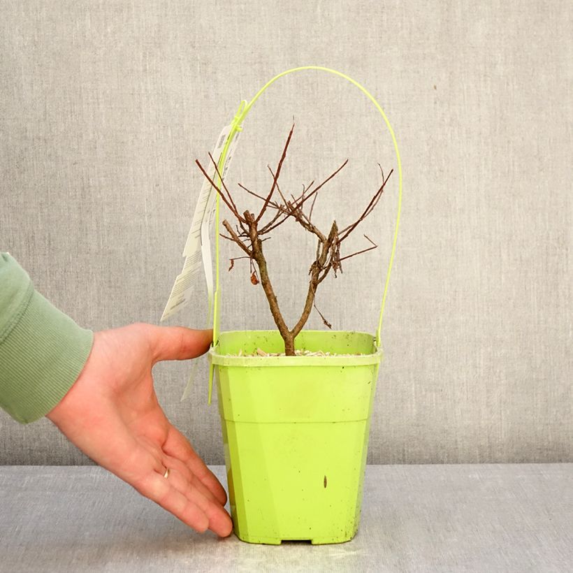 Lagerstroemia indica Girl with Love - Crape Myrtle 2L/3L pot sample as delivered in winter