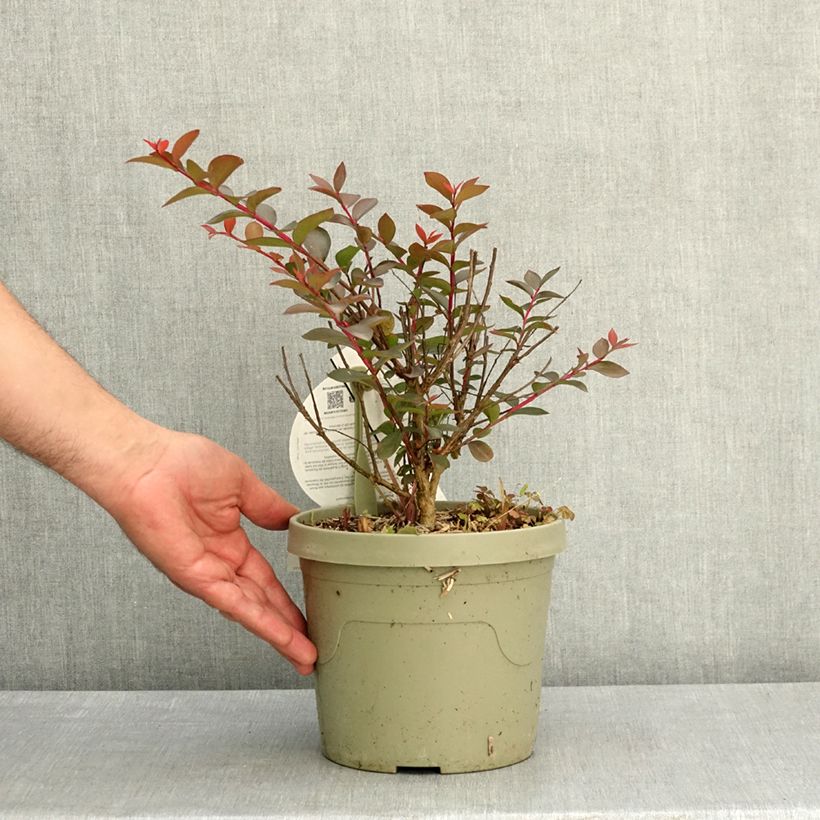 Lagerstroemia indica Gourmet Choco Pink - Crape Myrtle 4L/5L pot sample as delivered in spring
