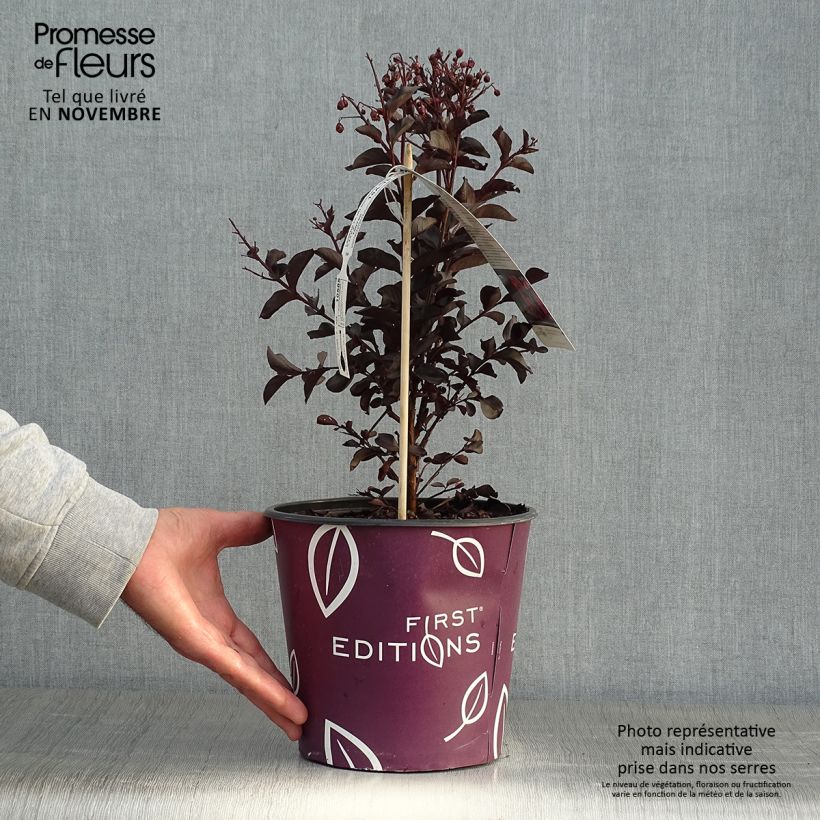 Lagerstroemia indica Midnight Magic - Crape Myrtle 3L/4L pot sample as delivered in autumn