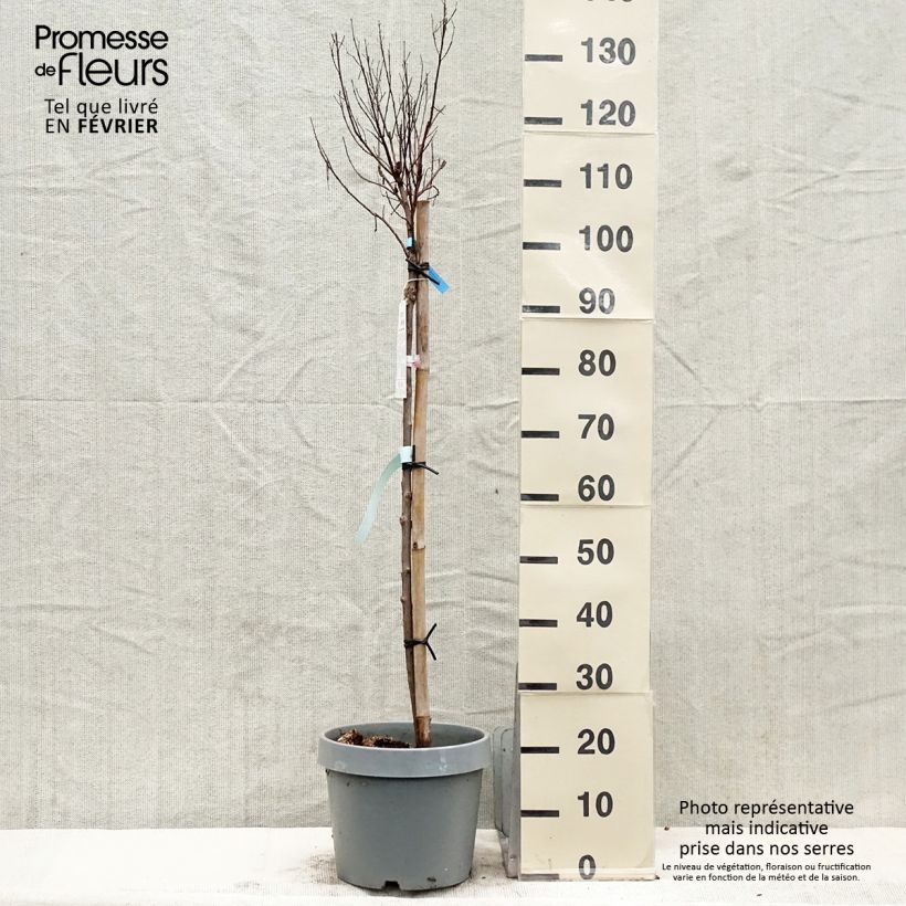 Lagerstroemia indica Rhapsody In Blue - Crape Myrtle 7.5L/10L pot sample as delivered in winter