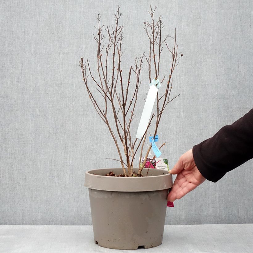 Lagerstroemia indica Rhapsody In Blue - Crape Myrtle 7.5L/10L pot, Bush sample as delivered in spring