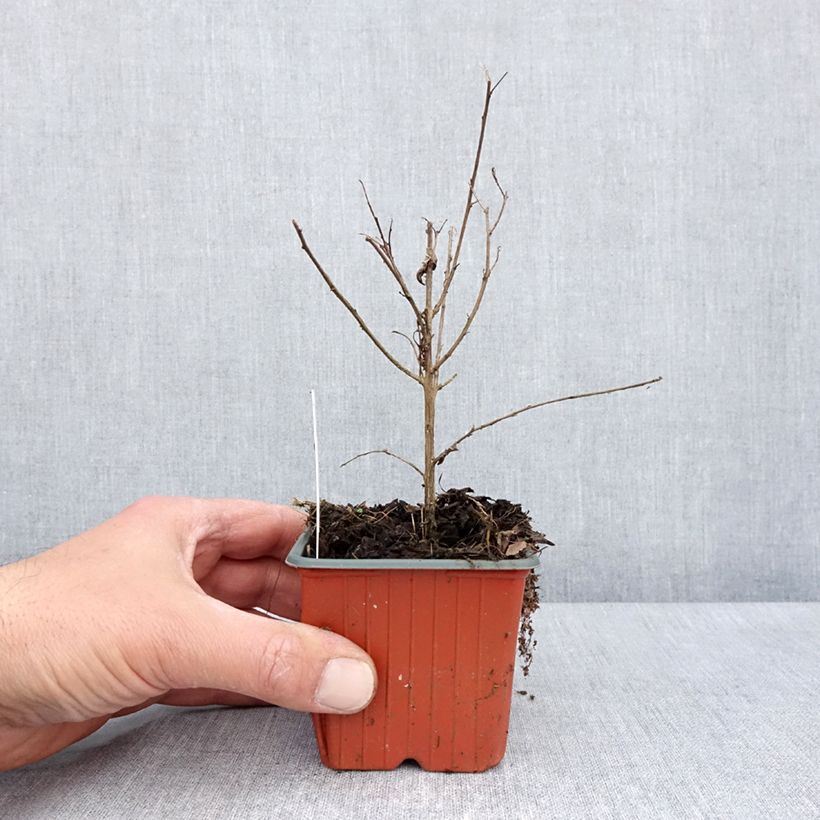 Lagerstroemia indica With Love Virgin - Crape Myrtle 8/9 cm pot sample as delivered in spring