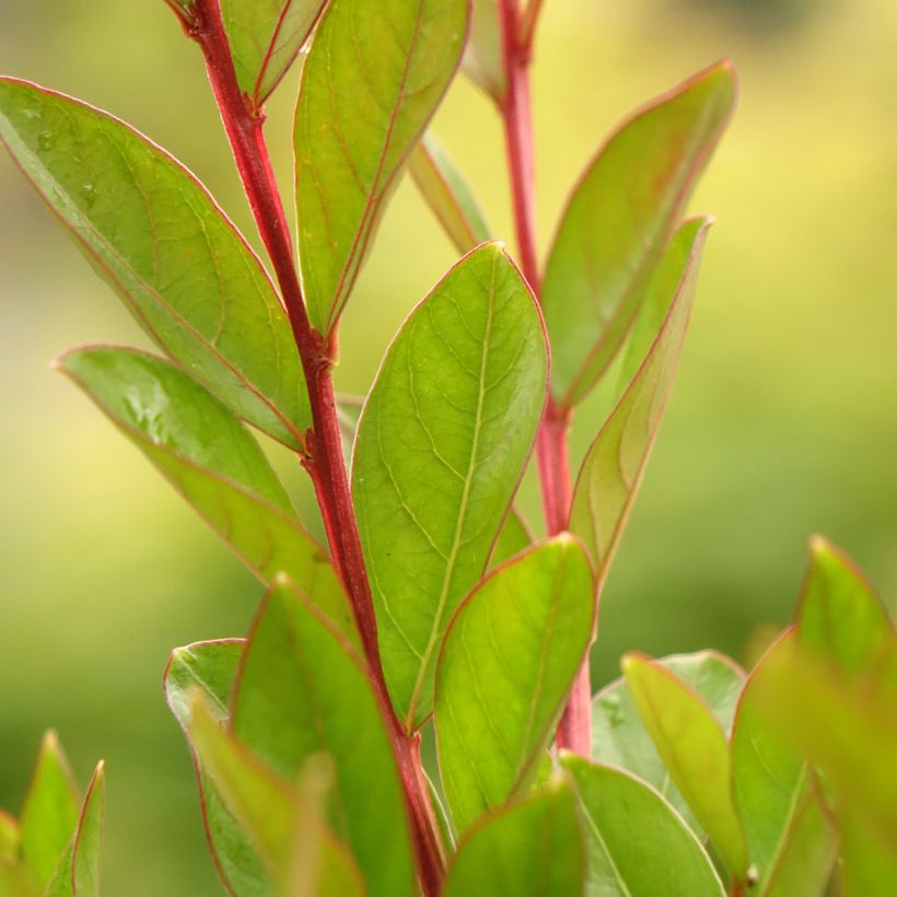 Lagerstroemia indica With Love Virgin - Crape Myrtle (Foliage)
