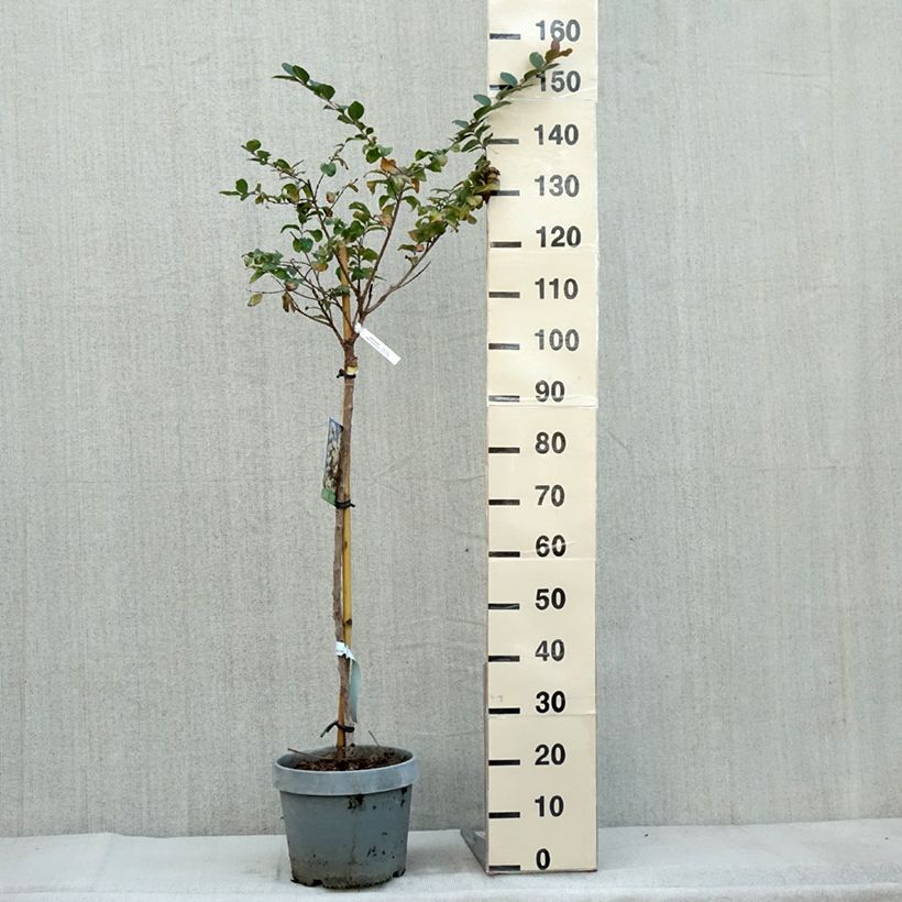Lagerstroemia indica White Chocolate - Crape Myrtle 7.5L/10L pot sample as delivered in autumn