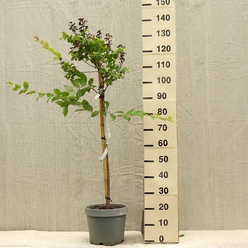 Lagerstroemia indica White Chocolate - Crape Myrtle 7.5L/10L pot sample as delivered in summer
