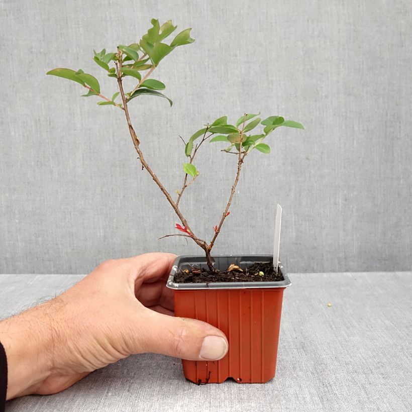 Lagerstroemia indica With Love Babe - Crape Myrtle 8/9 cm pot sample as delivered in autumn