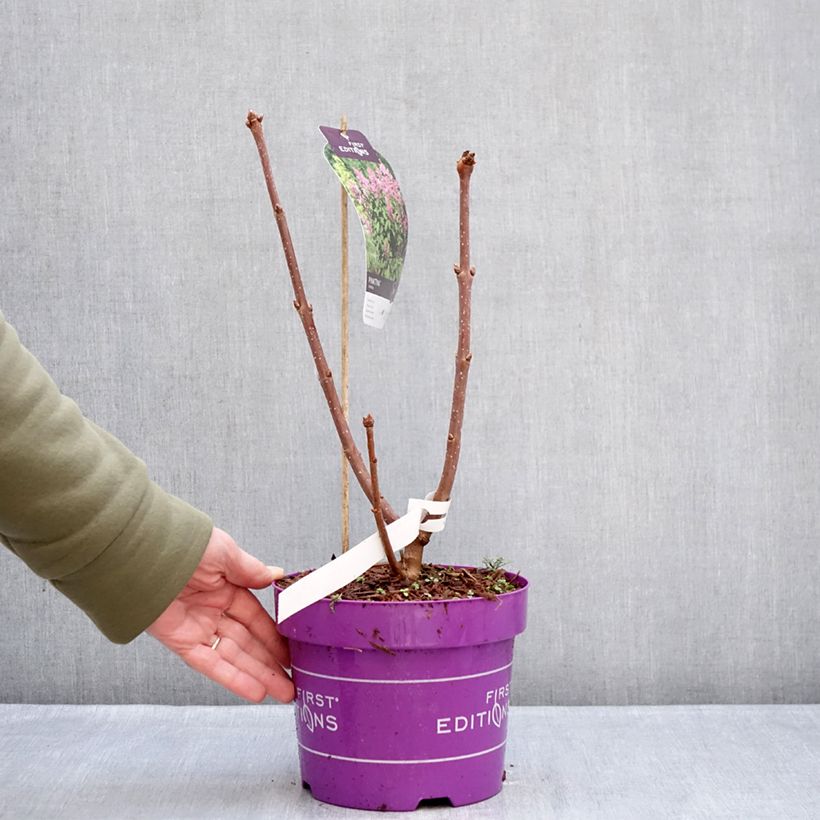 Syringa prestoniae Pinktini - Lilac 3L/4L pot sample as delivered in winter