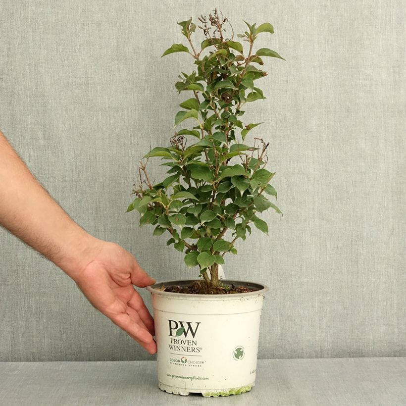 Syringa Baby Kim® - Dwarf Lilac 3L/4L pot sample as delivered in summer