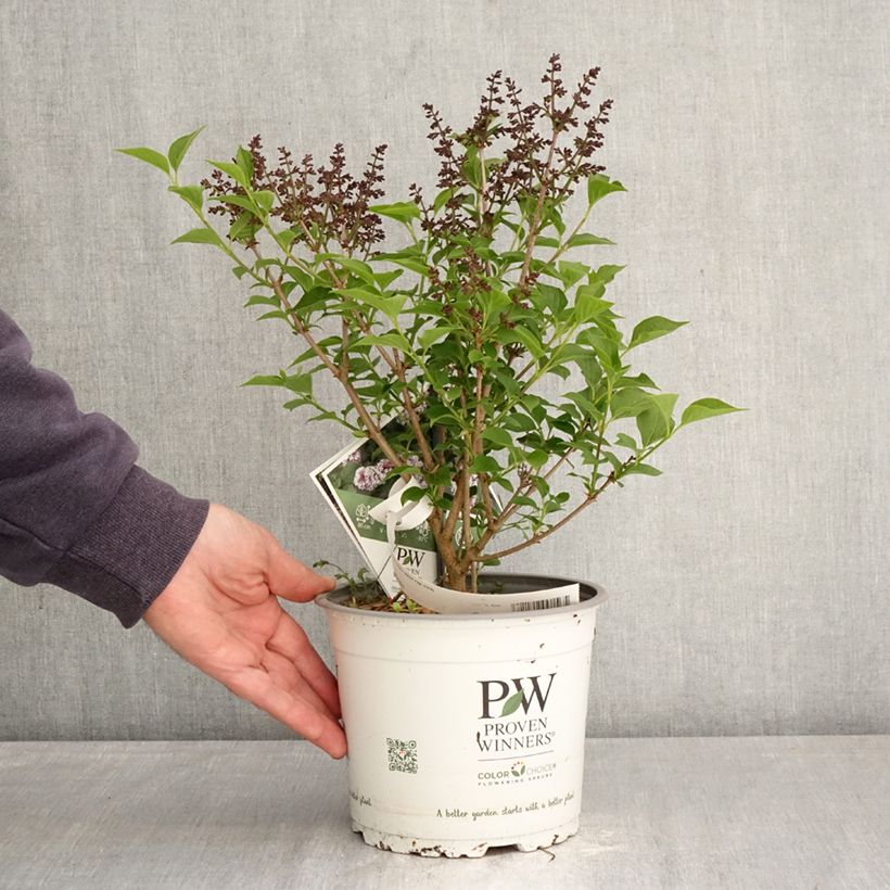 Syringa Baby Kim® - Dwarf Lilac 3L/4L pot sample as delivered in spring
