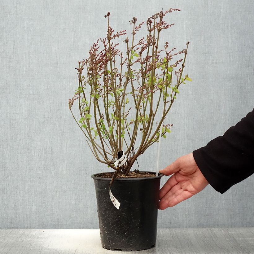 Syringa meyeri Flowerfesta Pink - Lilac 3L/4L pot sample as delivered in spring